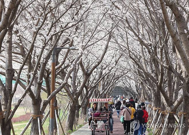지난해 강서 낙동강 30리 벚꽃축제' 개막 [연합뉴스 자료사진]