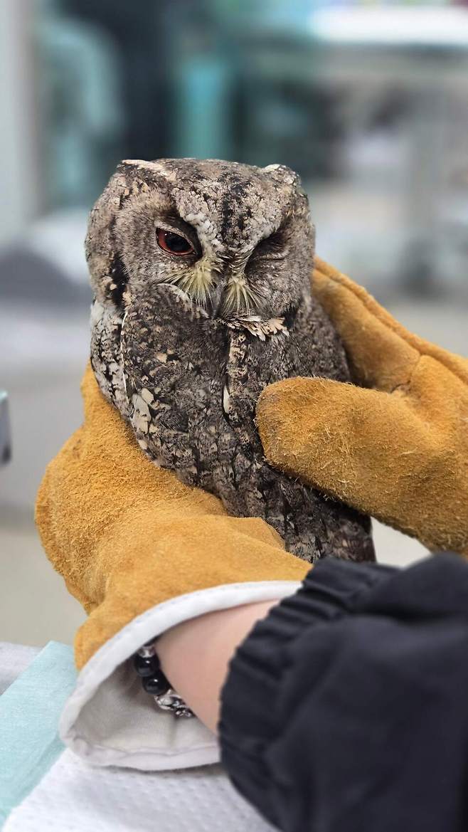 충돌 후 구조된 큰소쩍새. <야생동물구조관리센터 제공>