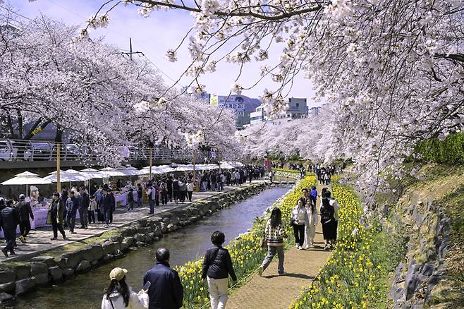 울산 남구는 봄철 대표 벚꽃 명소인 무거생태하천 일원에서 오는 4월 4일부터 5일까지 이틀간 '제15회 궁거랑 벚꽃 한마당'을 개최한다. 남구 제공