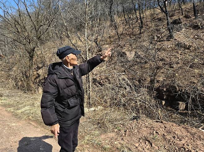 70년 넘게 산을 일궈온 이위복 씨(86)가 경북 산불로 잿더미가 된 자신의 송이밭을 가리키며 허탈해하고 있다. 이 씨는 지난해 산불로 평생의 터전이었던 10만 평 규모의 송이 군락지를 한순간에 잃었다. /단정민기자