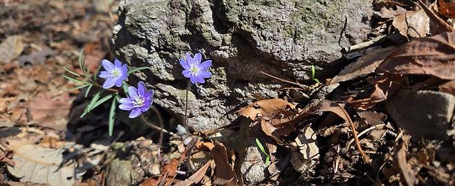 대골 계곡에서 만난 노루귀(청색).