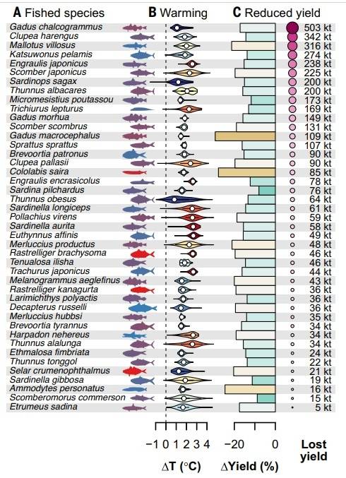 ▲온난화가 어류 크기 및 어획량에 미치는 영향. (A) 어획 대상 43개 어종을 어획량 감소 규모 순으로 배열했다. 이미지의 색상은 크기 변화를 나타내며, 따뜻한 색일수록 길이 감소 폭이 크다. (B) 바이올린 도표는 각 어종의 출현 기록을 바탕으로 추정한 온도 변화의 분포를 보여준다(흰색 원은 중앙값, 굵은 선은 사분위 범위, 가는 선은 사분위 범위의 1.5배까지 나타내며, 따뜻한 색일수록 온도 상승 폭이 크다). (C) 어획량 변화는 어획량 변화(2090년대 어획량과 2000년대 어획량의 차이)와 어획량 감소(어획량 변화와 각 어종의 2022년 FAO 어획량의 곱)로 나타낸다. 어획량 감소를 나타내는 점들은 각 원의 면적에 비례하도록 크기를 조정하였다. (자료=J. Kozłowski 등. Science, 2026)