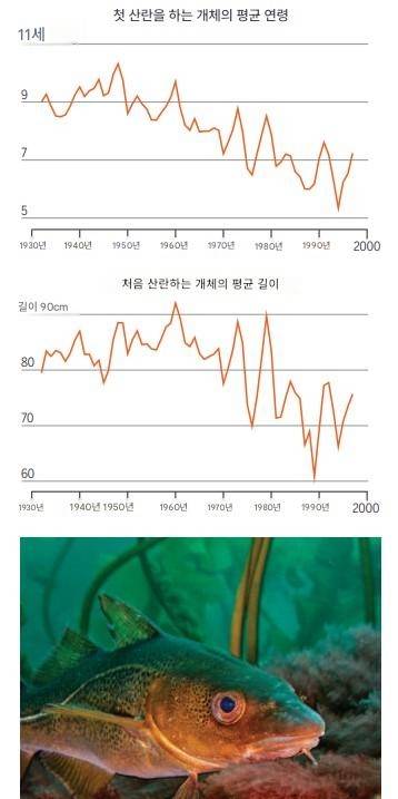 ▲대서양대구 어획량은 20세기 후반 수십 년 동안 현저하게 감소했다. 1932년부터 1998년까지 주요 산란기(1월~4월) 동안 로포텐 제도(노르웨이)에서 채집된 7만4261마리의 초산란 개체를 분석한 결과, 개체군의 평균 연령과 성숙 단계의 길이가 크게 감소한 것으로 나타났다. (자료=J. Travis와 D. Reznick. Science, 2026)