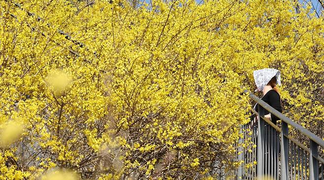 포근한 봄 날씨가 이어지는 25일 서울 성동구 응봉산 일대에 개나리 꽃이 만개해 있다. 2026.3.25 서울=뉴스1