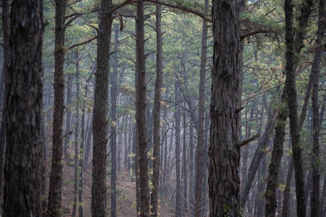 날씨가 맑지 않아도 숲의 향을 더 선명히 느낄 수 있는 장점이 있다.