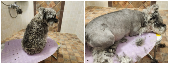 낮은 테이블에 미끄럼 방지 매트를 깔고 편안히 미용하는 김민희 트레이너의 반려견 후추. 김민희 트레이너 제공