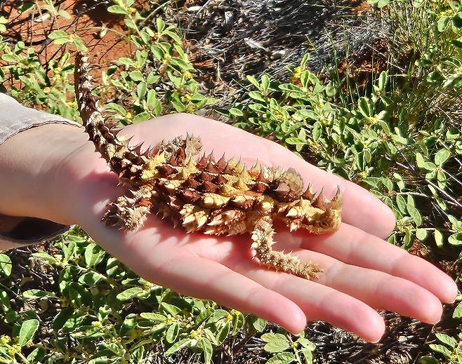 울루루 인근 아웃백에서 발견한 도마뱀 '뿔도깨비'. 못되게 생겼지만 순하고 착하다. 물은 한 방울도 안 마시고 개미만 먹고 산다고 한다. 울루루의 마스코트지만 직접 목격하는 건 운이 좋아야 한단다. 손민호 기자