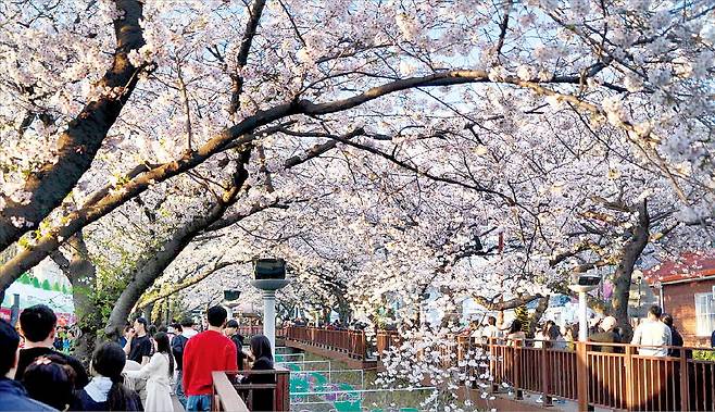 지난해 진해군항제 모습.  창원시 제공