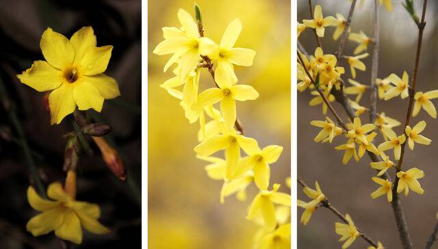 봄에 노란색 꽃을 피우는 비슷한 모양의 봄꽃나무. (왼쪽부터) 영춘화, 개나리, 만리화. 클립아트코리아·국립수목원. 그래픽=전현정