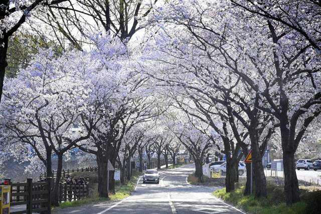 ▲지난해 대구달성군 유가읍 달창지길 벚꽃축제 전경.ⓒ 대구달성군 제공