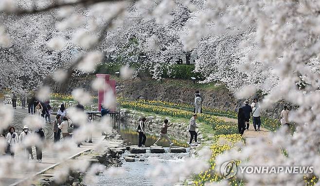 지난해 무거천 벚꽃 모습 [연합뉴스 자료사진]