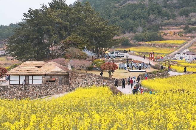 '느림의 미학'을 즐길 수 있는 완도 청산도에서는 여유로운 봄 정취를 만끽할 수 있다. 사진은 청산도에 핀 유채꽃./완도군 제공