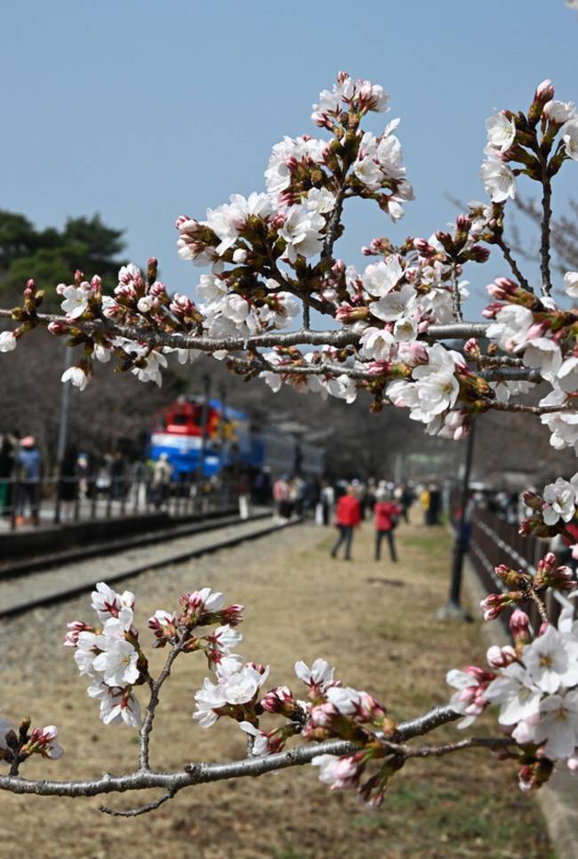 포근한 날씨를 보인 26일 창원시 진해구 경화역 벚꽃 개화 상황이다.벚꽃이 하나 둘씩 피기 시작하고 관광객들도 점차 늘어나고 있다.경화역 벚꽃은 전체적으로 꽃망울만 살짝 내밀고 있는 상태이고 20여그루 정도만 꽃이 피어 있다.전국최대의 벚꽃 축제인 진해군항제는 27일부터 4월 5일까지 열린다./김구연 기자