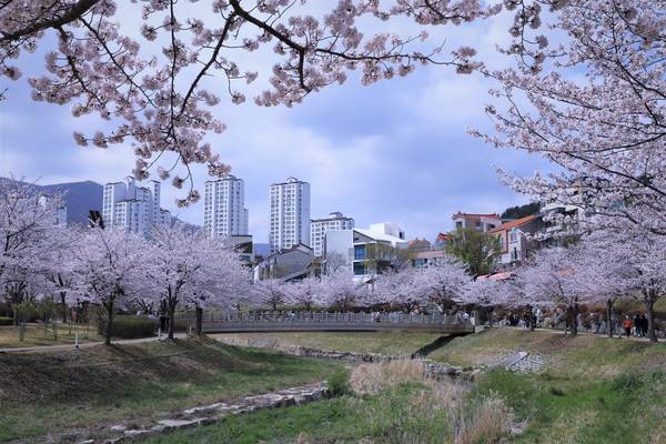 율하천 벚꽃. /김해시
