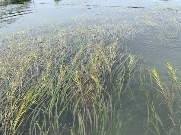 선촌마을 앞바다 잘피 숲. /경남도민일보 DB