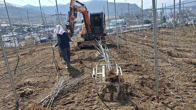 ▲ 산불로 소실된 청송군 파천면 한 과수원에서 중장비를 동원해 사과나무를 심는 모습. 서충환 기자
