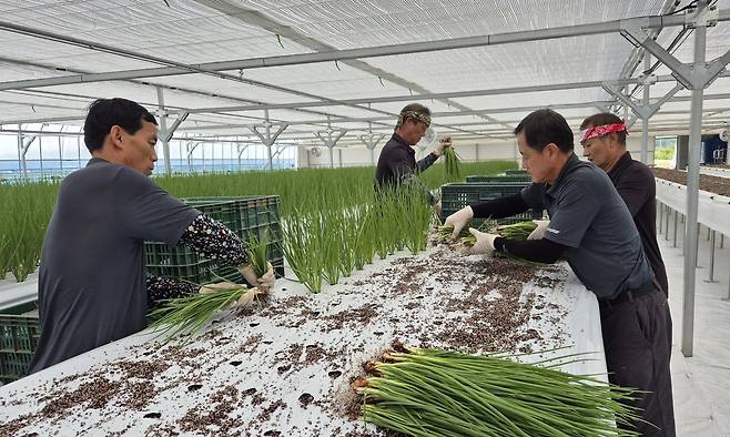 충북 보은군이 기후 변화에 대응한 스마트 농업 기반 구축에 총력을 쏟고 있다. 사진은 지난해 조성된 양념채소 스마트팜에서 쪽파를 재배하는 모습. 보은군 제공