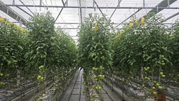 토마토 재배 농장  [사진=진안군 ]