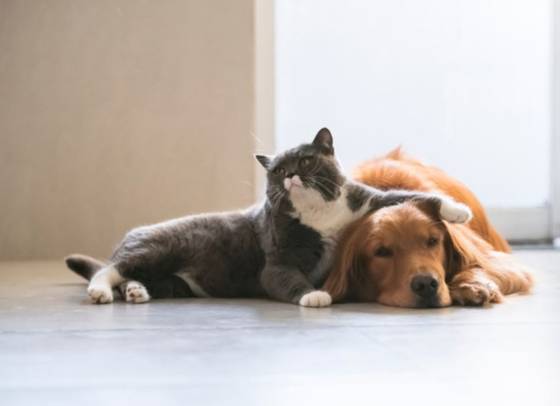 동물과 함께 산다는 것은 장난감을 얻는 것이 아니라 책임지는 것이다. [사진 셔터스톡]