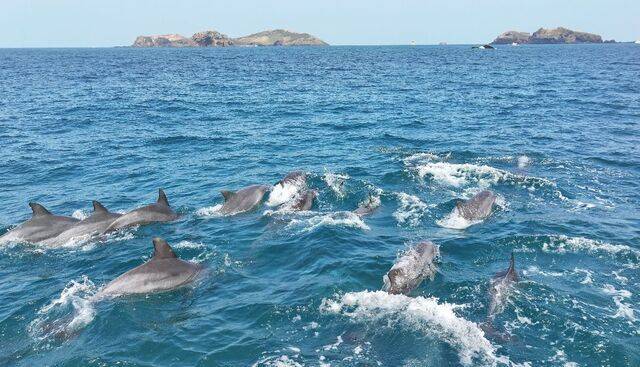 제주시 한경면 고산리 앞바다에서 지난해 3월 7일 남방큰돌고래 무리가 헤엄치고 있다. 연합뉴스