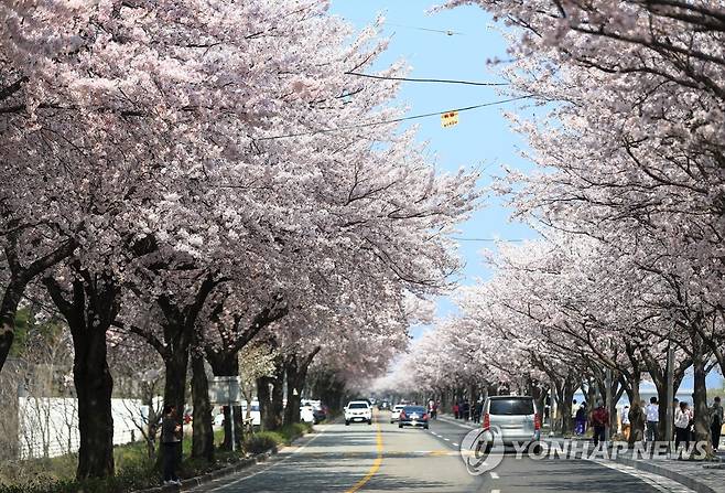양양 벚꽃길 [강원관광재단 제공.재판매 및 DB 금지]