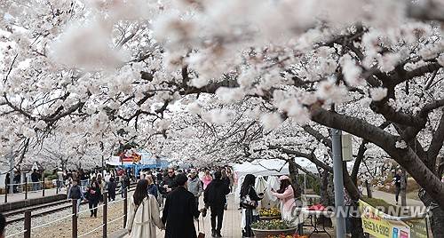 지난해 진해 벚꽃 [연합뉴스 자료사진]