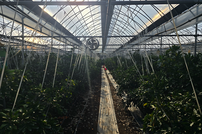 대구 동구 둔산동 비닐하우스에서 아열대 작물이 재배되고 있다. 김현목기자