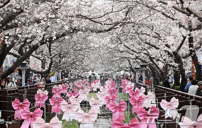 전국 최대 벚꽃 축제인 '제64회 진해군항제'가 개막한 27일 경남 창원 진해구 여좌천을 찾은 관광객들이 벚꽃을 감상하고 있다. 제64회 진해군항제는 이날부터 4월 5일까지 10일간 진해구 전역에서 진행된다. 2026.3.27 ⓒ 뉴스1 윤일지 기자