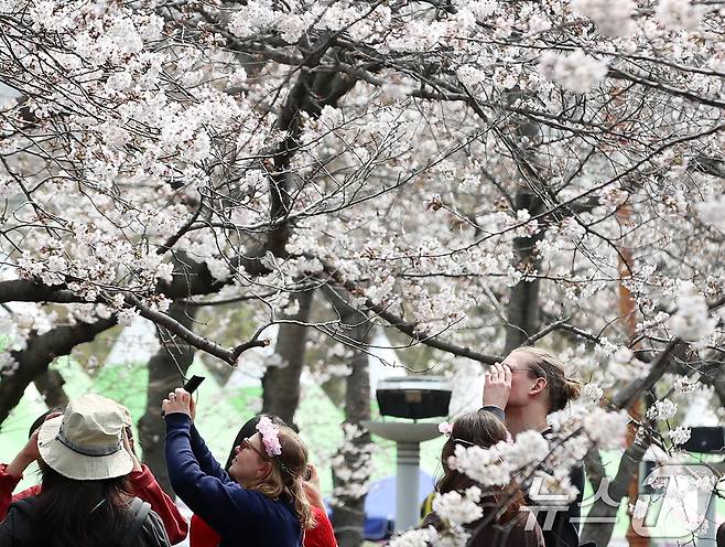 전국 최대 벚꽃 축제인 '제64회 진해군항제'가 개막한 27일 경남 창원 진해구 여좌천을 찾은 관광객들이 벚꽃을 감상하고 있다. 제64회 진해군항제는 이날부터 4월 5일까지 10일간 진해구 전역에서 진행된다. 2026.3.27 ⓒ 뉴스1 윤일지 기자