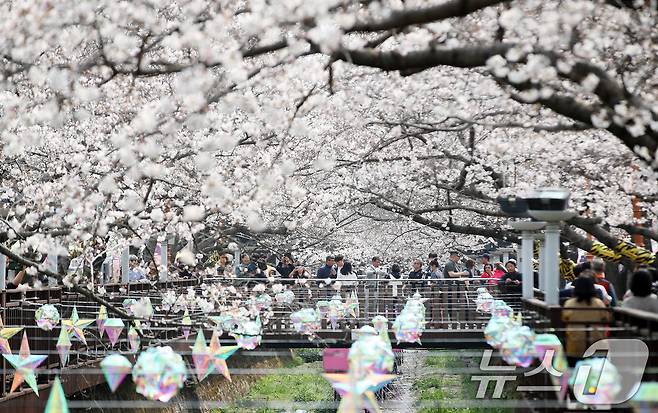 전국 최대 벚꽃 축제인 '제64회 진해군항제'가 개막한 27일 경남 창원 진해구 여좌천을 찾은 관광객들이 벚꽃을 감상하고 있다. 제64회 진해군항제는 이날부터 4월 5일까지 10일간 진해구 전역에서 진행된다. 2026.3.27 ⓒ 뉴스1 윤일지 기자