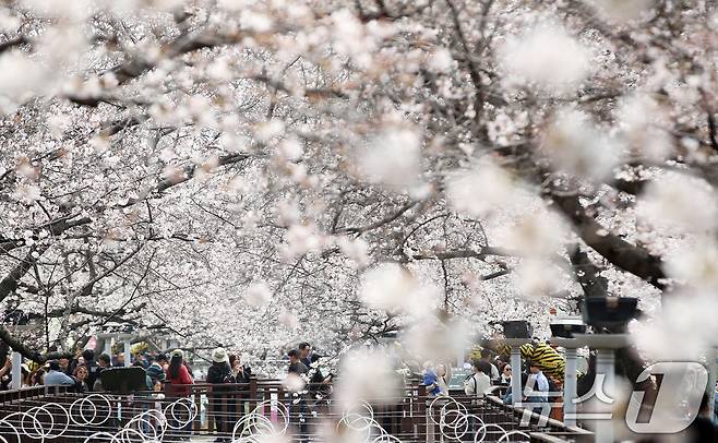 전국 최대 벚꽃 축제인 '제64회 진해군항제'가 개막한 27일 경남 창원 진해구 여좌천을 찾은 관광객들이 벚꽃을 감상하고 있다. 제64회 진해군항제는 이날부터 4월 5일까지 10일간 진해구 전역에서 진행된다. 2026.3.27 ⓒ 뉴스1 윤일지 기자
