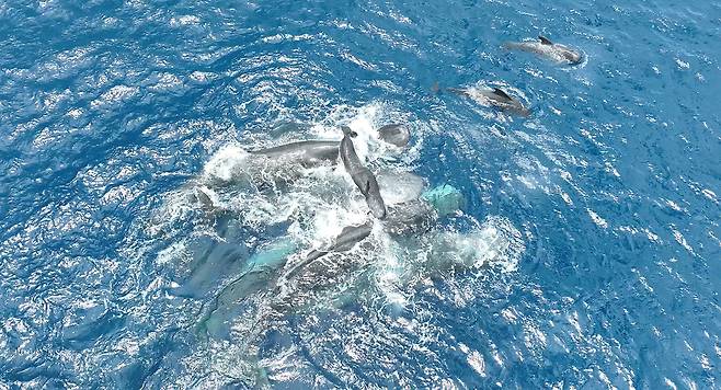 향고래들은 출산 과정에서 혈연관계가 없어도 공동 육아 행동을 보였다. 암컷 향고래들은 동료가 낳은 새끼가 스스로 헤엄칠 수 있을 때까지 물 위로 들어 올려 익사를 방지했다./CETI