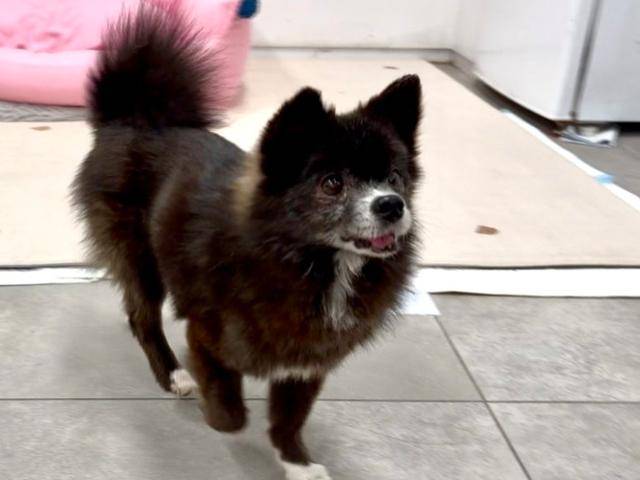 지난 3일, 경기 남양주시 동물자유연대 '온센터'에서 만난 개 '하쿠'는 사람을 향해 애정표현을 아끼지 않는 행동을 보였다. 동그람이 정진욱