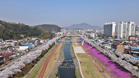 정읍천변 만개한 벚꽃 [사진=정읍시]