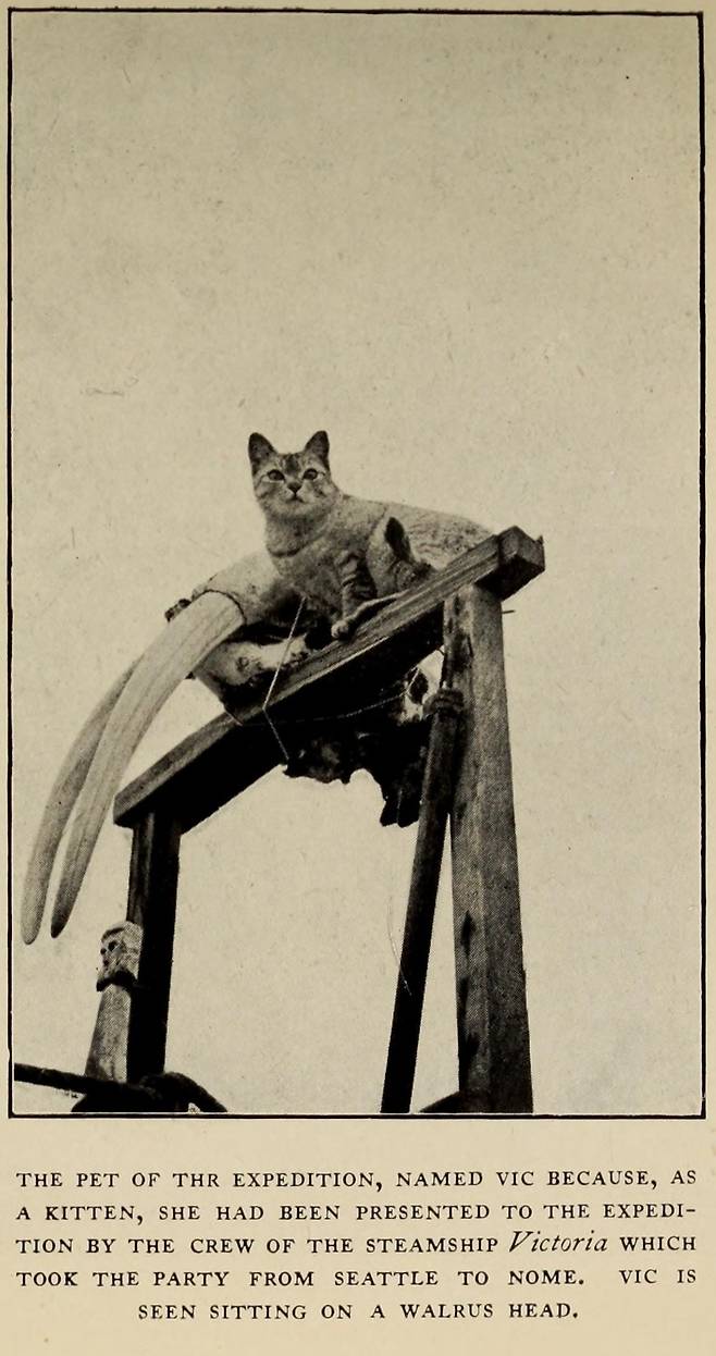 바다코끼리 머리 위에 있는 고양이 빅토리아, 1922년경 [빌잘무르 스테판슨/브랑겔 섬의 모험]