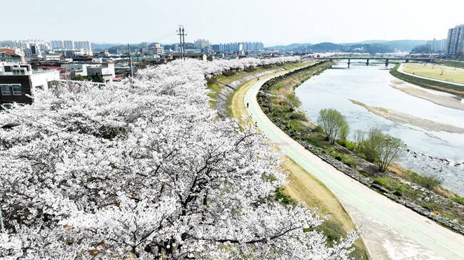 영주시 서천 벚꽃길 모습 ⓒ영주시 제공