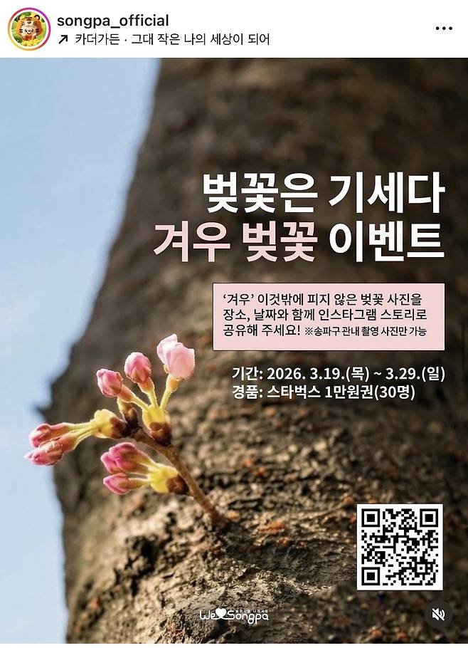겨우 벚꽃 이벤트 [송파구 제공. 재판매 및 DB 금지]