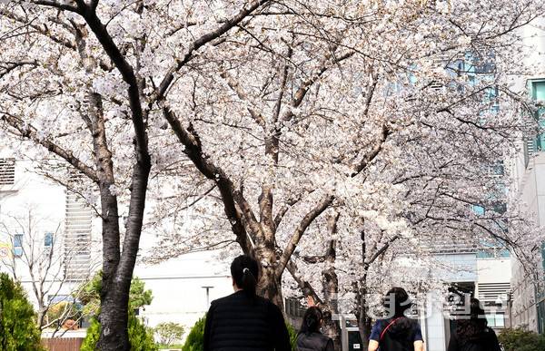 따뜻한 기온을 보인 27일 울산시청 광장에 벚꽃이 만개해 완연한 봄소식을 전해주고 있다. 김경우기자 woo@ksilbo.co.kr