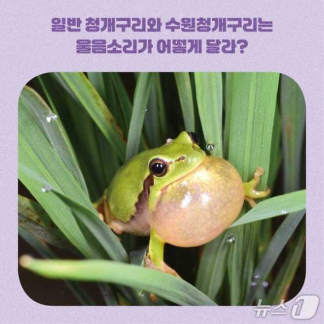 [신간] '밤하늘의 황제 수리부엉이가 고달픈 이유'