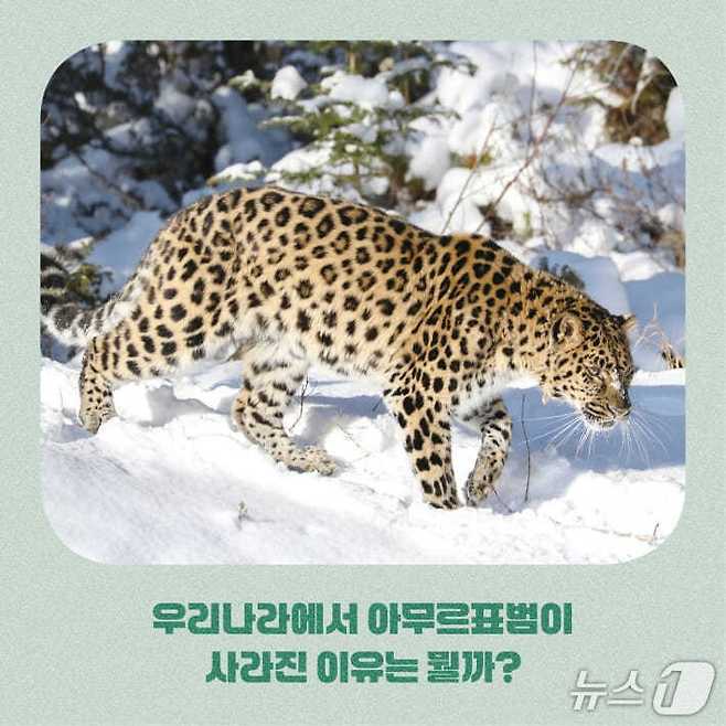 [신간] '밤하늘의 황제 수리부엉이가 고달픈 이유'