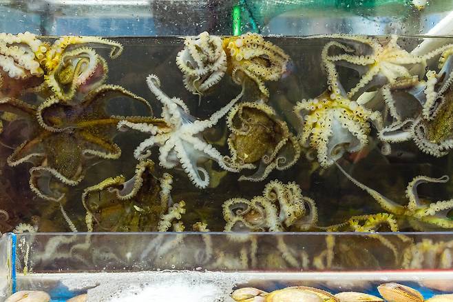 무창포수산물시장에선 제철 맞은 싱싱한 무창포 주꾸미를 맛볼 수 있다. 수조마다 '기운 센' 주꾸미가 가득하다. 타우린이 풍부한 주꾸미는 '봄철 피로회복제'라 불리는 보양식이다. / 이건송 영상미디어 기자