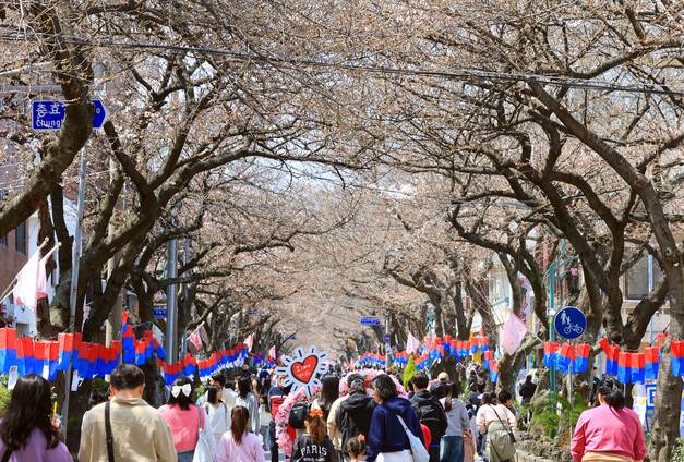 토요일인 28일 제주시 전농로에서 열린 제19회 전농로 왕벚꽃 축제에 나들이객과 관광객 발길이 이어지고 있다. 연합뉴스