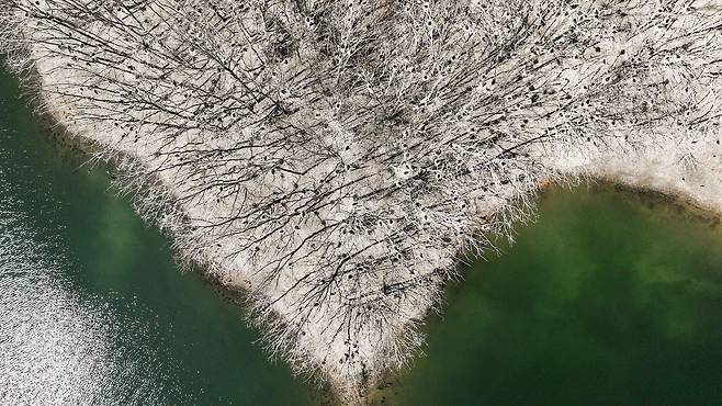 충북 보은군 회남대교 인근 민물가마우지 서식지. 검은 점처럼 보이는 것이 민물가마우지 둥지다.