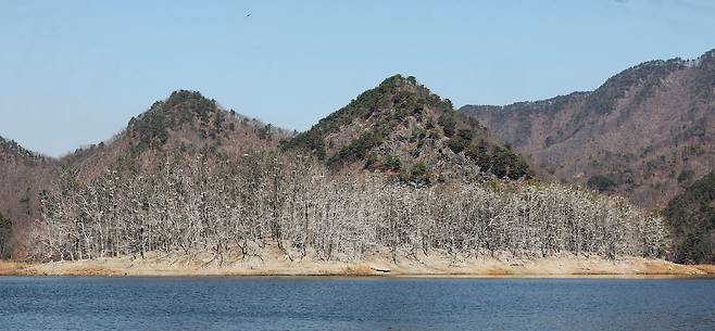 민물가마우지 배설물로 백화현상이 나타난 충북 보은군 민물가마우지 서식지.