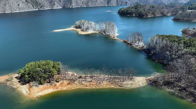 충북 보은군 회남면 민물가마우지 서식지. 주변 푸른 나뭇잎 대신 배설물로 하얗게 변한 서식지 모습.