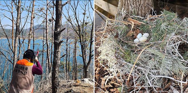 2025년 3월 대전시 동구 관동묘려 인근 민물가마우지에 대한 총기포획이 이뤄지고 있다(왼쪽 사진). 오른쪽 사진은 2024년 2월 치유의숲 둥지 제거 작업 당시 발견된 민물가미우지 둥지와 알. 사진 대전시 동구