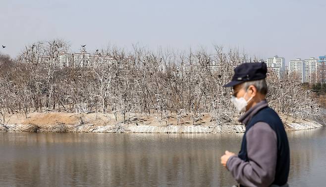 서호공원(축만제) 둘레로 조성된 산책길을 한 시민이 지나고 있다. 뒤쪽으로 민물가마우지가 둥지를 튼 인공섬이 보인다.