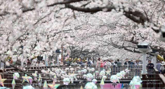 ▲ 국내 최대 봄꽃 축제 ‘진해군항제’ 개막일인 27일 오후 경남 창원시 진해구 여좌천 일대를 찾은 관광객이 벚꽃을 구경하며 봄기운을 만끽하고 있다. 이날 진해구 최고기온은 22도를 기록했다. 2026.3.27 연합뉴스