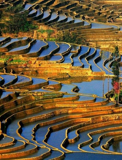 베트남 사파 계단식 논