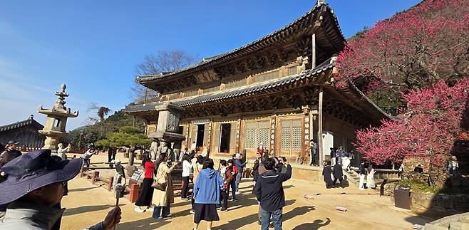 28일 오전 촬영된 화엄사 각황전 옆 홍매화에 아침부터 관람객들로 붐비고 있다.[사진 화엄사 제공]